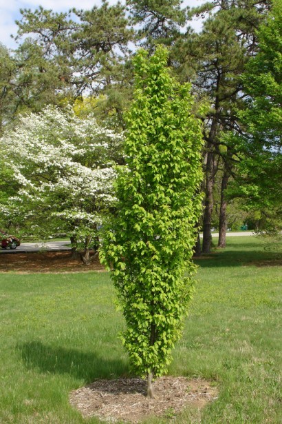 Граб Франс Фонтейн солітерна посадка